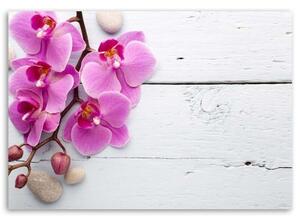 Obraz na plátně Růžová orchidej Květina - 100x70 cm