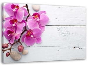 Obraz na plátně Růžová orchidej Květina - 100x70 cm