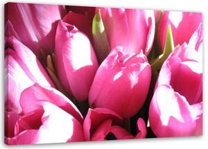 Obraz na plátně Tulipány růžový květ - 120x80 cm