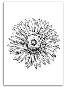 Obraz na plátně Černobílá skica květin - 80x120 cm