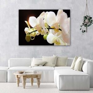 Obraz na plátně Bílá orchidej Květina Příroda - 60x40 cm