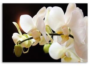 Obraz na plátně Bílá orchidej Květina Příroda - 60x40 cm