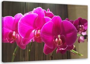 Obraz na plátně Zenová orchidej Růžový květ - 120x80 cm