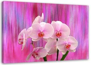 Obraz na plátně Orchidej růžová Přírodní rostliny - 90x60 cm
