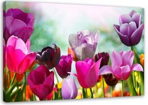 Obraz na plátně Tulipány Fialové květiny Příroda - 100x70 cm