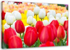 Obraz na plátně Tulipány Květiny - 100x70 cm