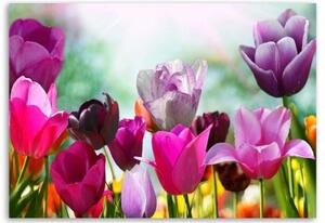 Obraz na plátně Tulipány Fialové květiny Příroda - 60x40 cm