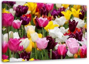 Obraz na plátně Barevné tulipány Luční květiny - 90x60 cm