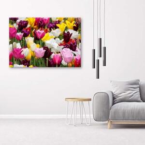 Obraz na plátně Barevné luční květy tulipánů - 60x40 cm