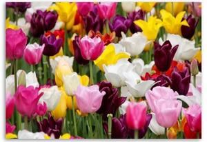 Obraz na plátně Barevné luční květy tulipánů - 60x40 cm