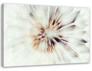 Obraz na plátně Pampeliška Makro Pampeliška Příroda - 120x80 cm