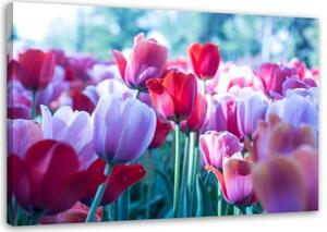 Obraz na plátně Tulipány Červený květ - 60x40 cm