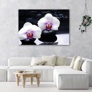 Obraz na plátně Orchidej Zen Stones Purple - 120x80 cm