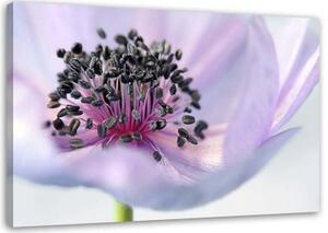 Obraz na plátně Fialová květina Příroda Makro - 90x60 cm