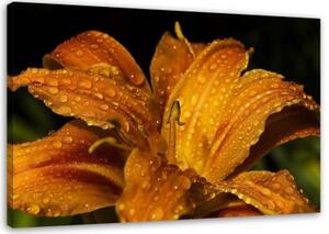 Obraz na plátně Lilie Květina Přírodní rostliny - 60x40 cm