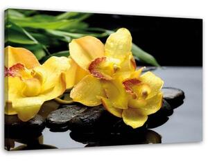 Obraz na plátně Orchidej Žlutý květ - 60x40 cm