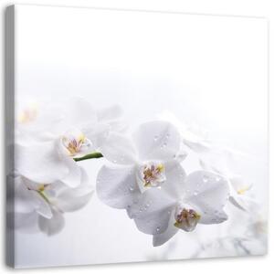 Obraz na plátně Bílá orchidej příroda - 40x40 cm