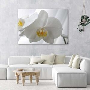 Obraz na plátně Bílý květ orchideje - 60x40 cm