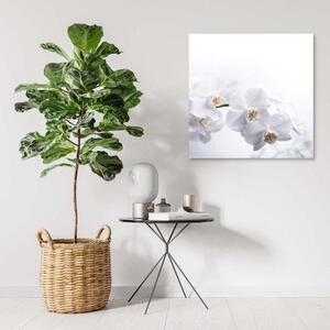 Obraz na plátně Bílá orchidej Příroda - 30x30 cm