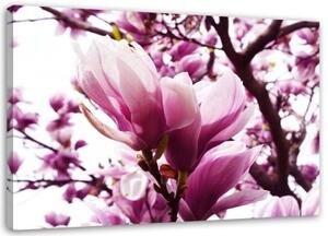 Obraz na plátně Magnolia Tree Pink - 90x60 cm