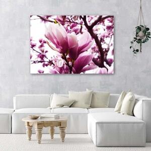 Obraz na plátně Magnolia Tree Pink - 60x40 cm