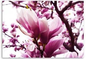 Obraz na plátně Magnolia Tree Pink - 60x40 cm