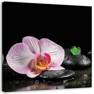 Obraz na plátně Zenová orchidej Květina - 40x40 cm