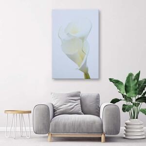 Obraz na plátně Květiny Callas Příroda Bílá - 40x60 cm