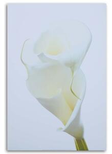 Obraz na plátně Květiny Callas Příroda Bílá - 80x120 cm