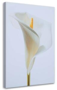 Obraz na plátně Květiny kaly Příroda - 80x120 cm