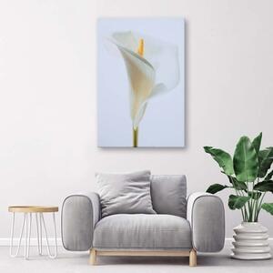 Obraz na plátně Květiny kaly Příroda - 70x100 cm