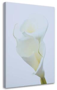 Obraz na plátně Květiny Callas Příroda Bílá - 80x120 cm