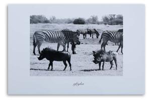 Obraz na plátně Afrika Savana Zvířata - 60x40 cm