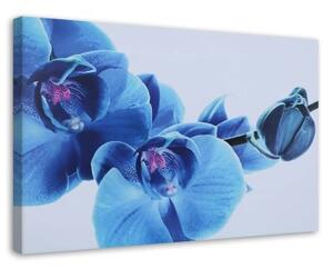 Obraz na plátně Orchidej Květy Modrá - 90x60 cm