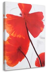 Obraz na plátně Mák Květina Červená příroda - 80x120 cm