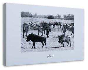 Obraz na plátně Afrika Savana Zvířata - 100x70 cm