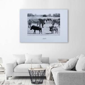 Obraz na plátně Afrika Savana Zvířata - 60x40 cm
