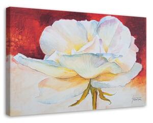 Obraz na plátně Pivoňka Květina Příroda - 60x40 cm