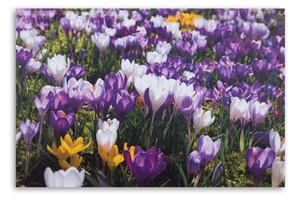 Obraz na plátně Květy krokusů Louka Příroda - 60x40 cm