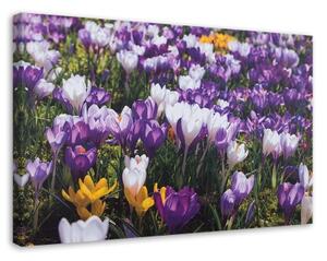 Obraz na plátně Květy krokusů Louka Příroda - 120x80 cm