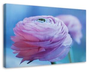 Obraz na plátně Pivoňka Květ Makro Příroda - 60x40 cm