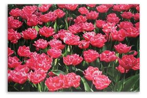 Obraz na plátně Růžové tulipány Květina Příroda - 60x40 cm