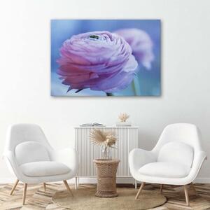 Obraz na plátně Pivoňka Květ Makro Příroda - 60x40 cm