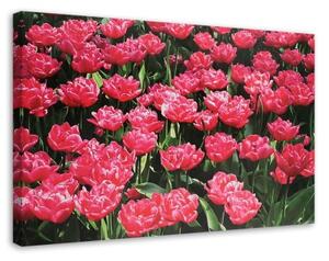 Obraz na plátně Růžové tulipány Květina Příroda - 100x70 cm