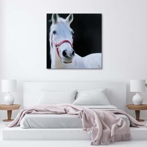 Obraz na plátně Bílí koně - 50x50 cm