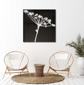 Obraz na plátně Květina Černobílá příroda - 30x30 cm