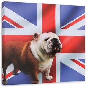 Obraz na plátně Bulldog Dog Anglická vlajka - 30x30 cm
