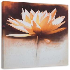 Obraz na plátně Vodní lilie Květina - 40x40 cm