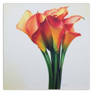 Obraz na plátně Callas Červený květ - 40x40 cm
