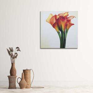 Obraz na plátně Callas Červený květ - 40x40 cm